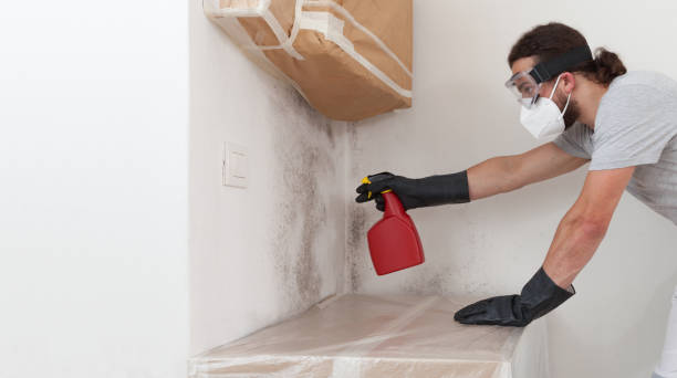 Basement Mold Remediation treatment on basement walls in Wantagh